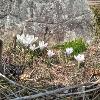 山田旅館さんのお花