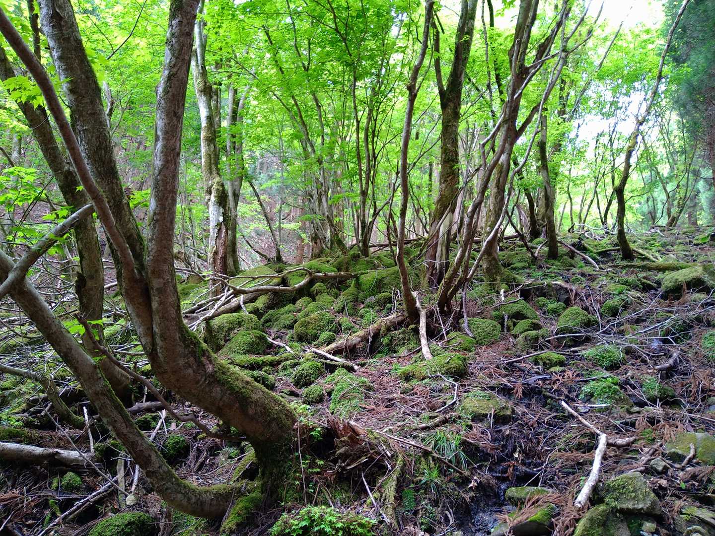 大海里峠-駒の尾山 往復コースの写真