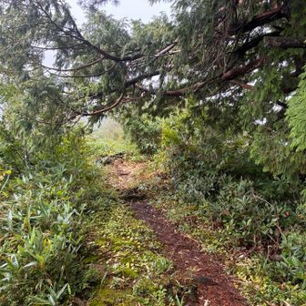 前グラを越えればしばらく平和、ただ登りが続くため体力は削られる