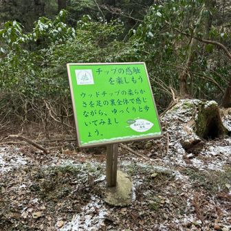 森林セラピーらしいです