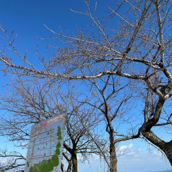 国見ヒュッテの前の桜の木に蕾が見えます。
