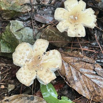 花の形のキノコ🌼
愛らしい姿についついニッコリ
