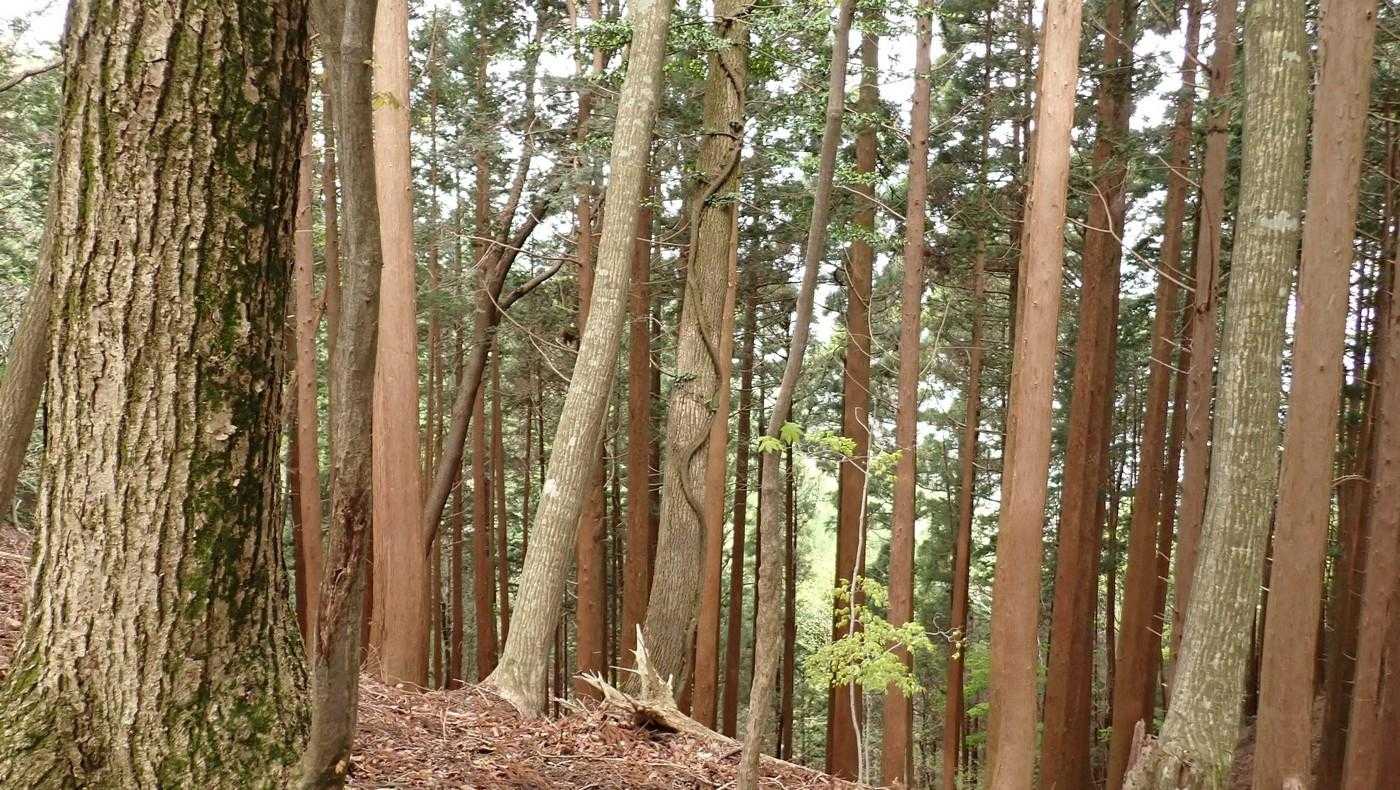 樹を這い上がる蔓が不気味。