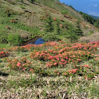 ここから鉢伏山です