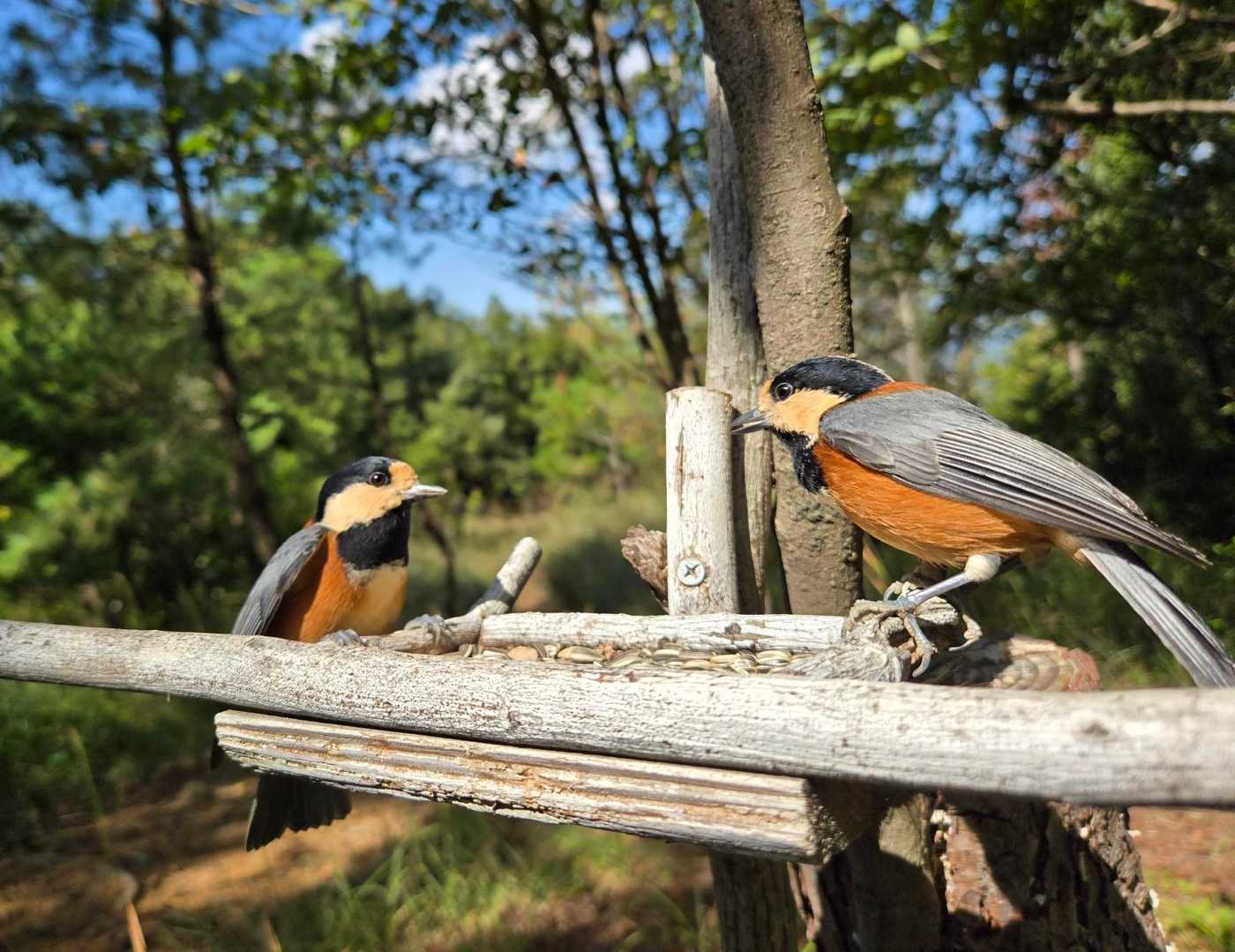 会う度に子供の頃に飼っていた文鳥を思い出す☺️
手に乗った時の足の感触も懐かしい☺️