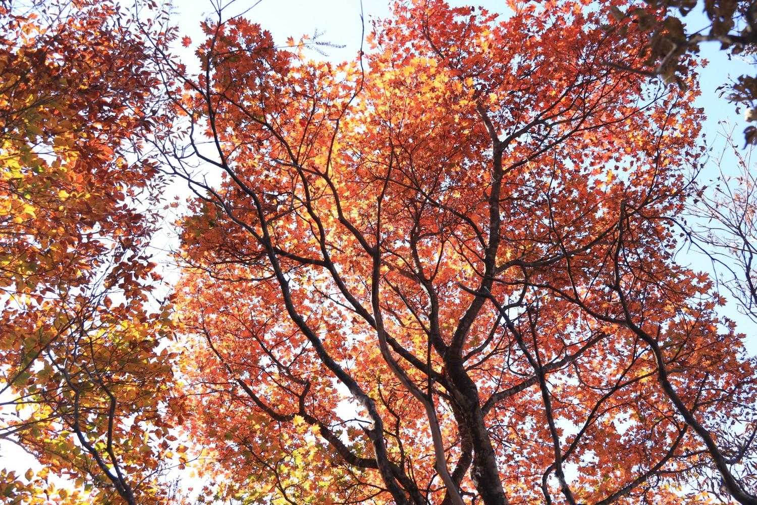 紅葉はたまに綺麗!