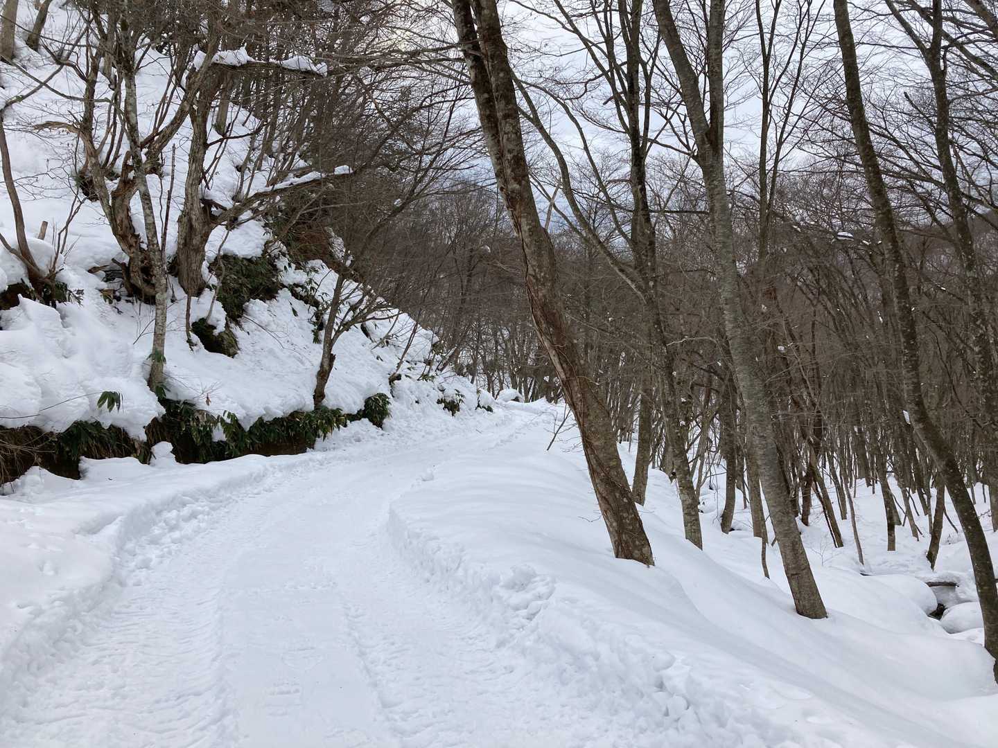 伊良谷には上がらず、毛無山への登山道に合流する林道