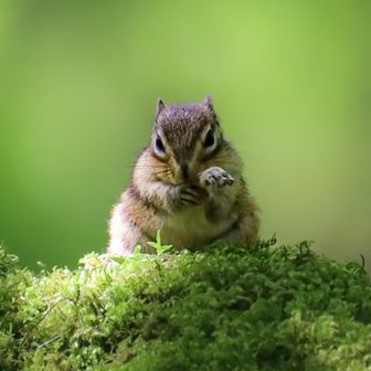 きの