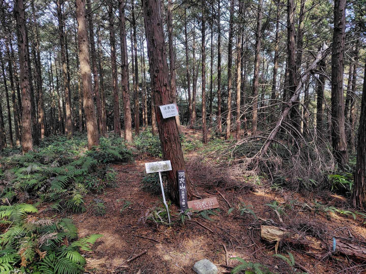 羽衣山
ここの分岐はわかりやすく自然林と人工林の堺を歩く感じ