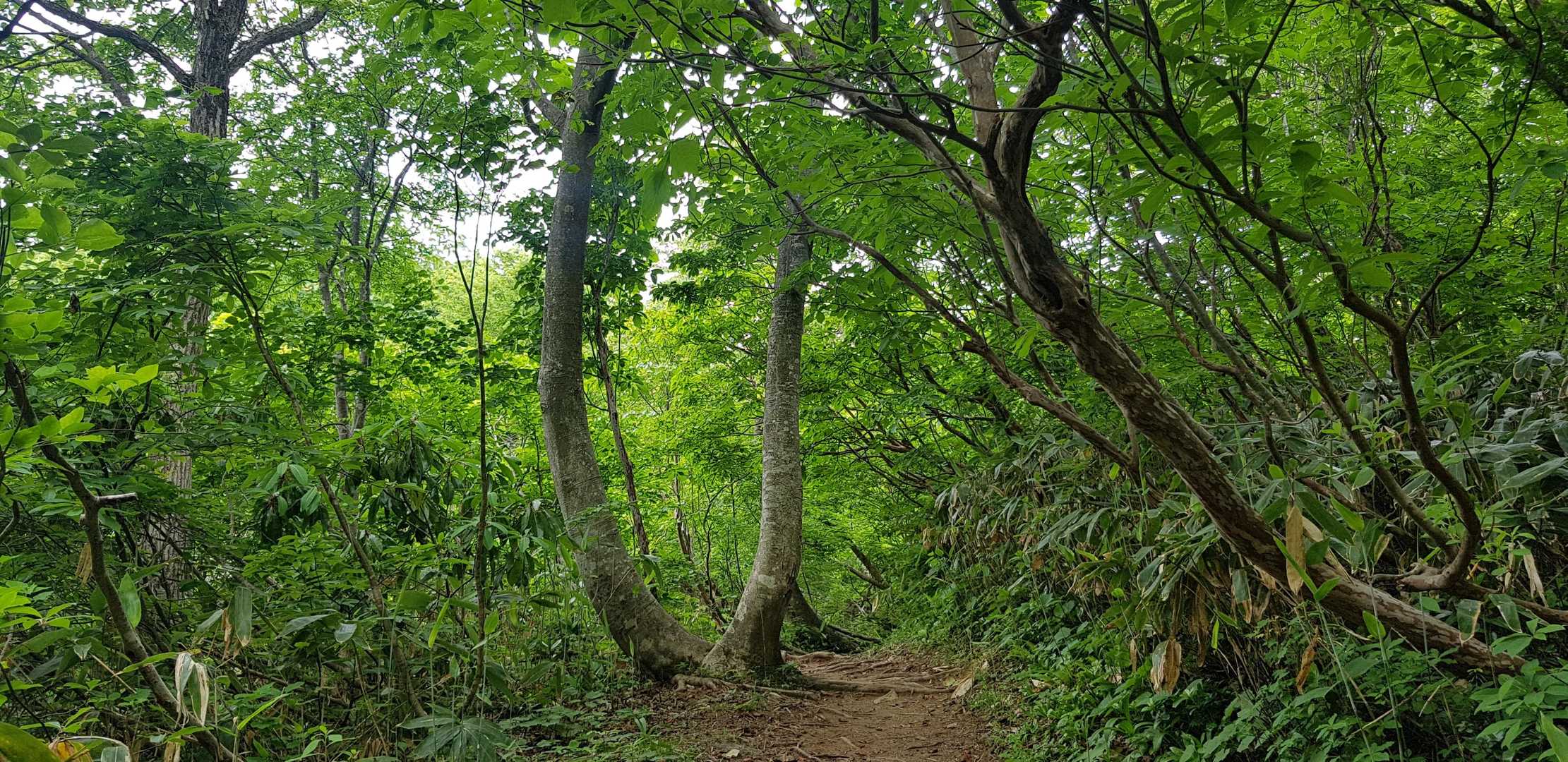 奥獅子吼山 往復コースの写真