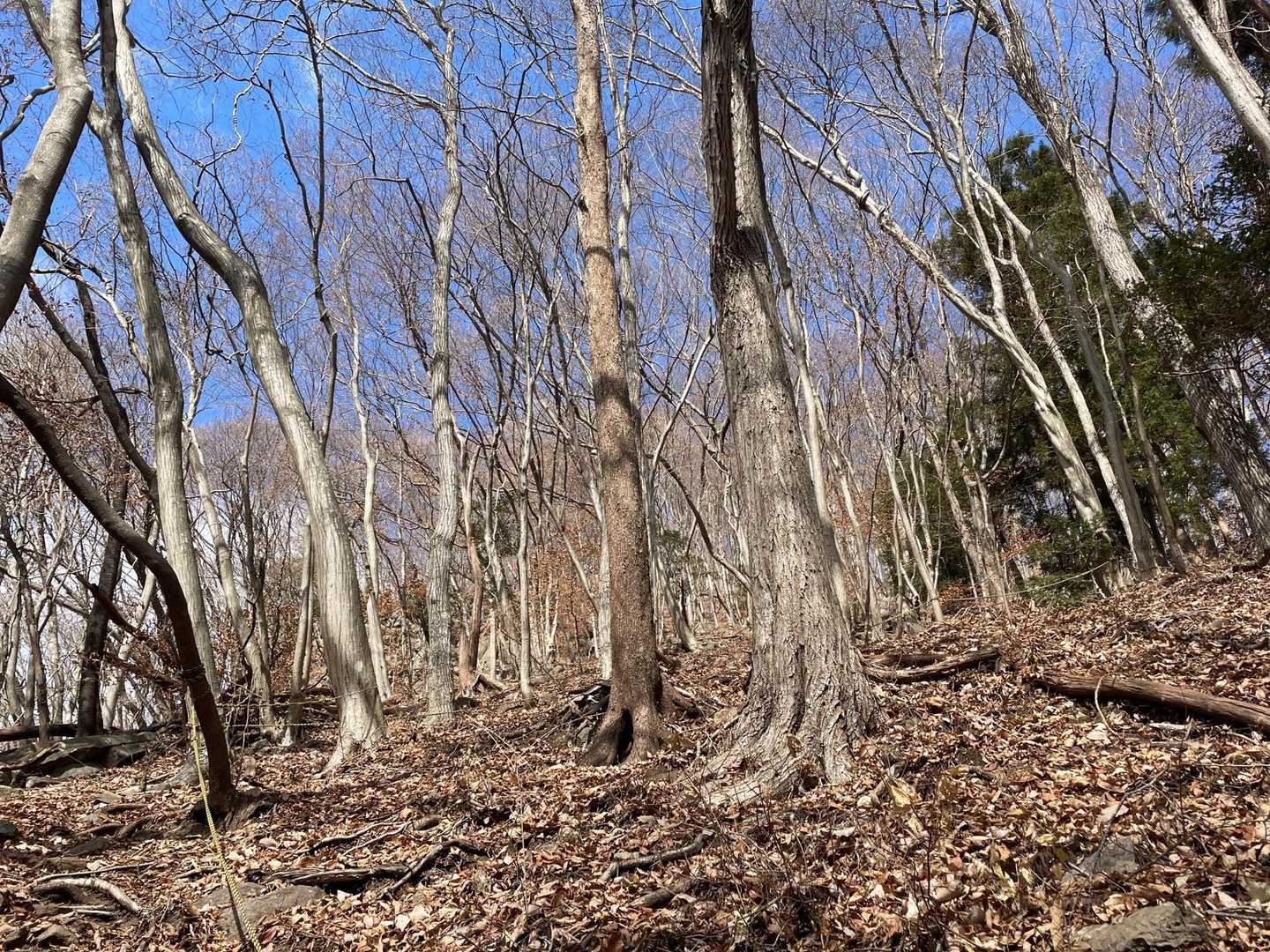 鶏岳 往復コースの写真