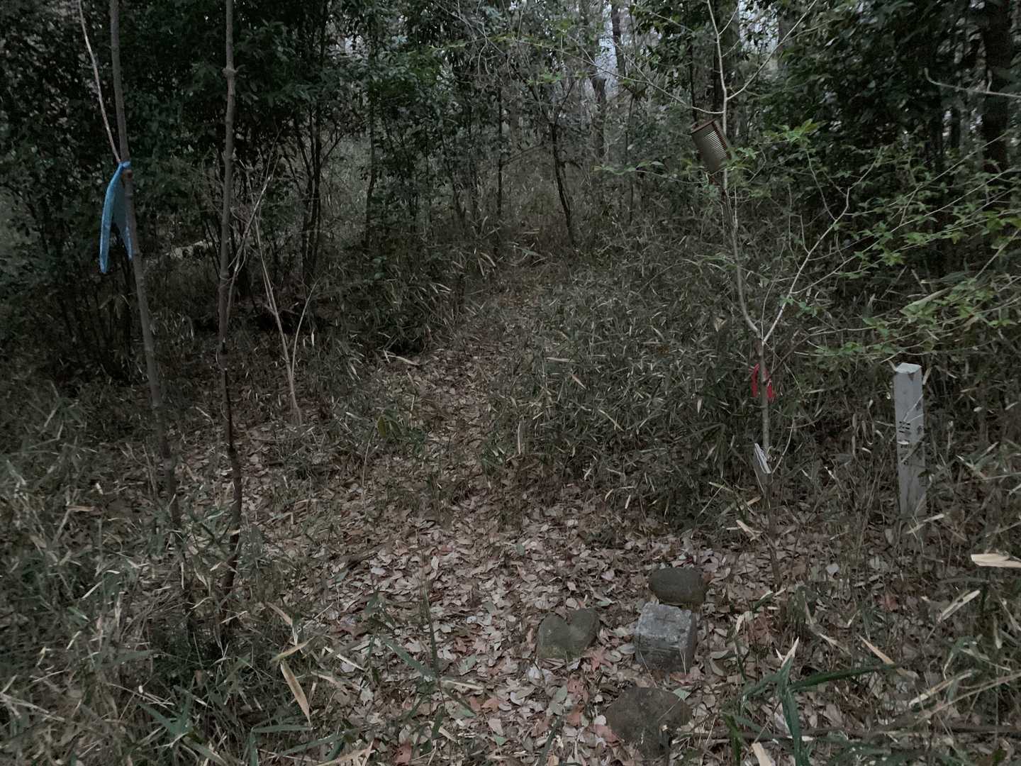 天神山頂、三角点の石がある、藪です