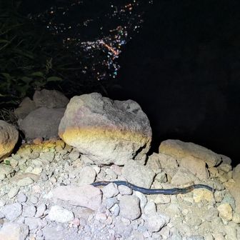 にゃお