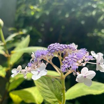 玉紫陽花。
尺玉が上がってパッとひらけたような
華やかさ♪