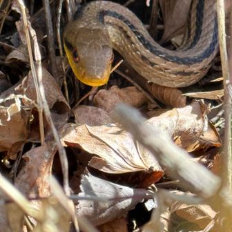 春に誘われて冬眠から目覚めたのね〜🐍
苦手な方ごめんなさい

ヘビもトカゲもカエルも意外に好きなのです😂