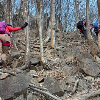駐車場からいきなり森の中をトラバースして、最短距離で雄岳と雌岳の鞍部を目指す