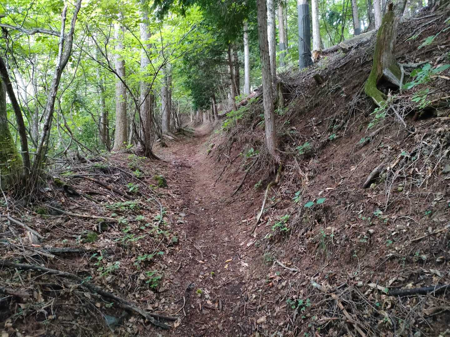 櫛形山 往復コースの写真