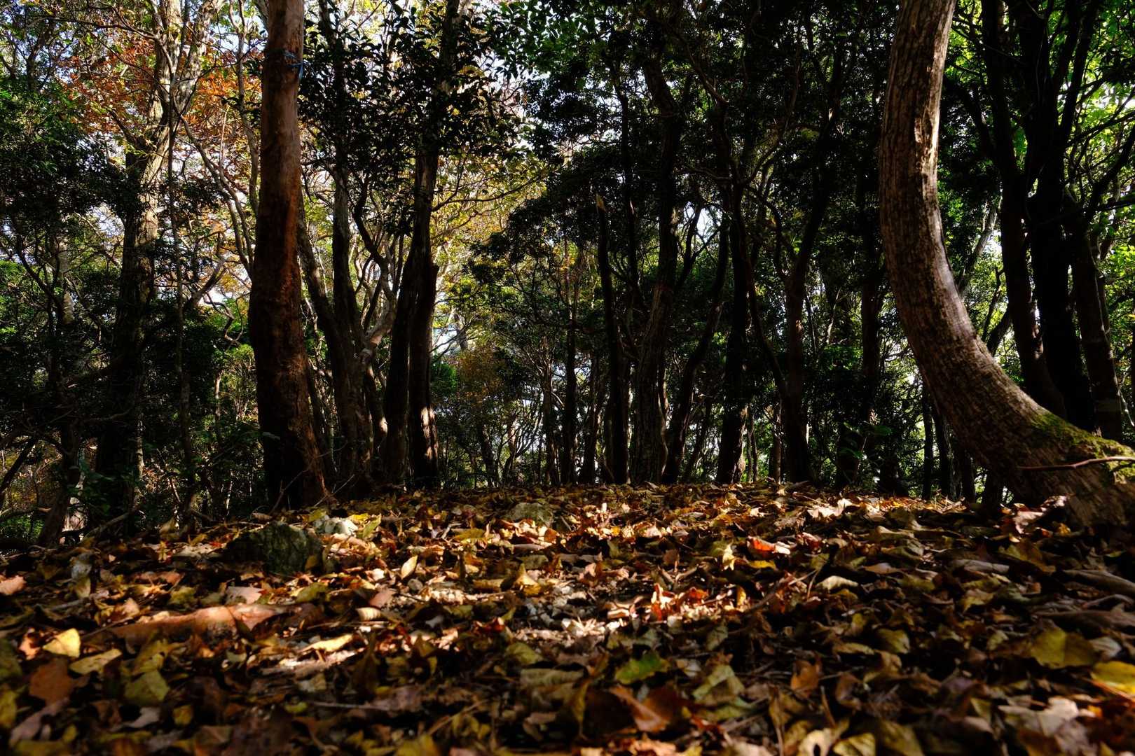 って言っても撮るもん見つからず落葉と道🍁