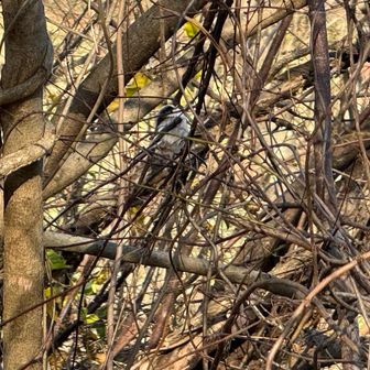 鳥は上手に撮れない😓