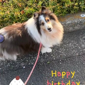 シェルティミニー