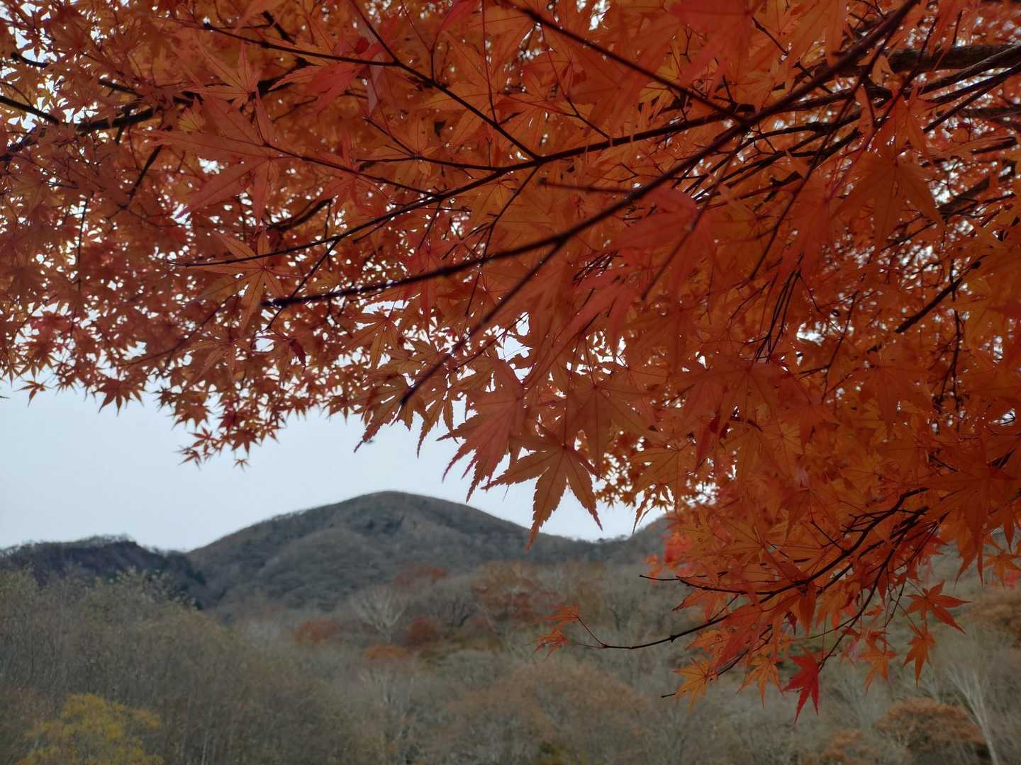 紅葉と黒檜山