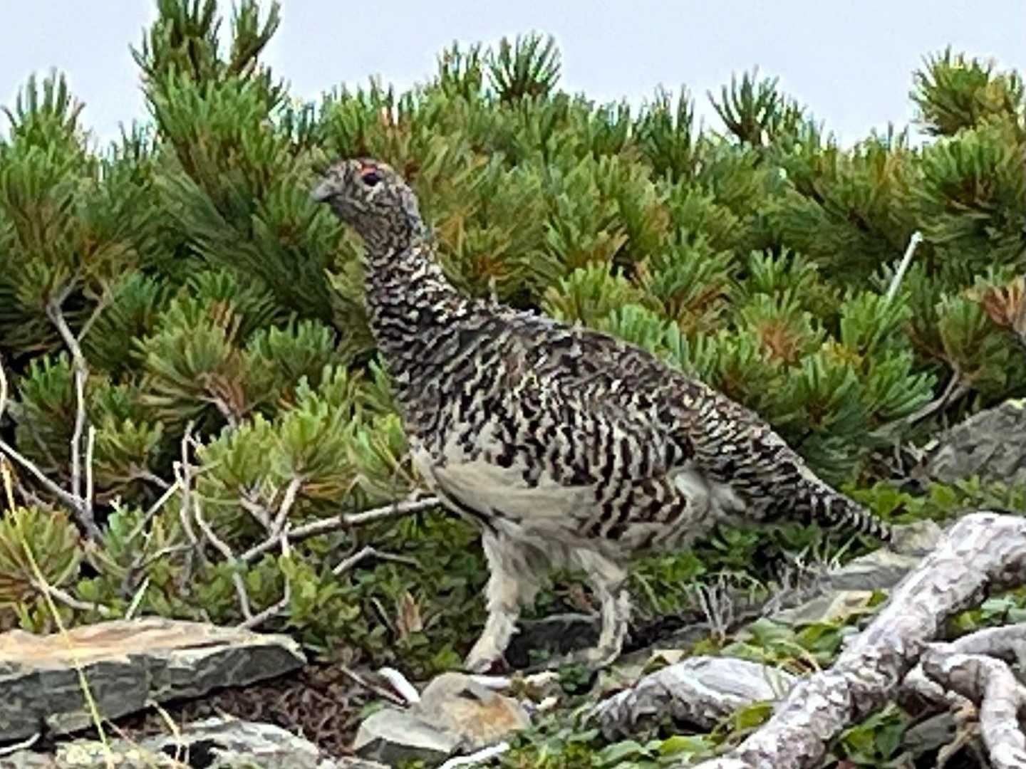 雷鳥さん‼️
お目にかかれて光栄です✨