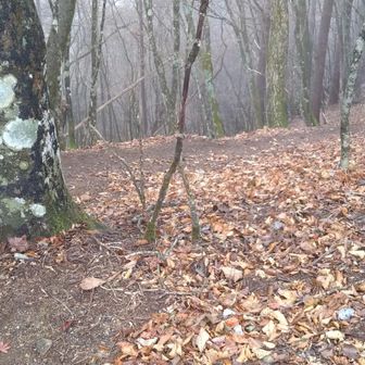 ここを下るとスズラン畑です