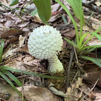 キノコ🍄