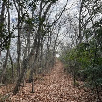 緩やかな登りもペースは上がらない😓