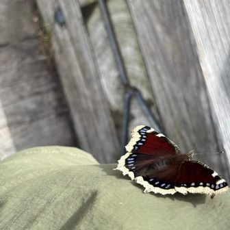 やっぱりきたか🦋
