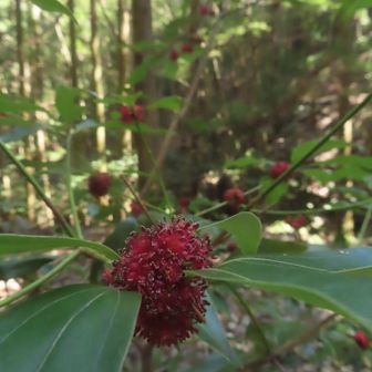 下りきったところに
初めましてのお花が❁⃘*.ﾟ
イヌガシの花のようです

沢に突き当たり