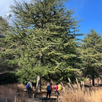 ヒマラヤ杉の木の下でシダローズ探し🌲