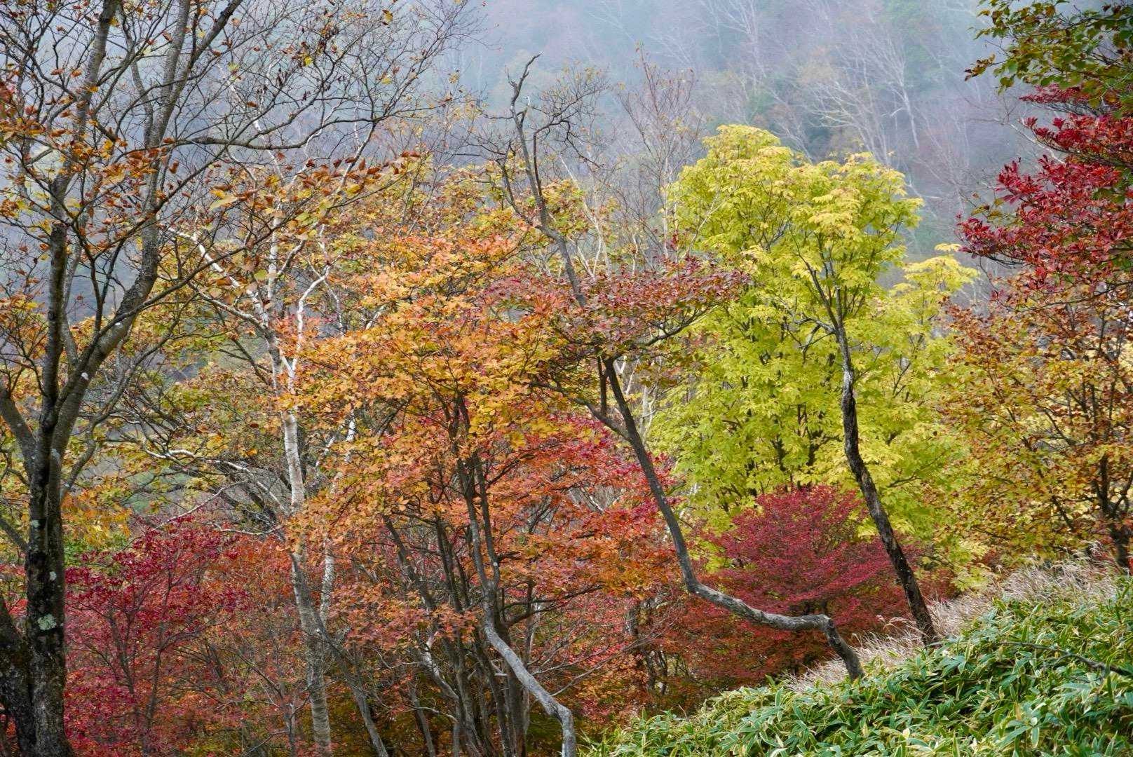🍁
