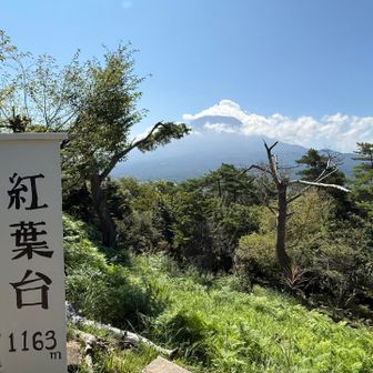 紅葉台方面へ向けて下山していきます🚶

名前の通りイロハモミジの木🍁や、落葉広葉樹林が周辺に広がっていたので、秋は綺麗な場所だと思います😄