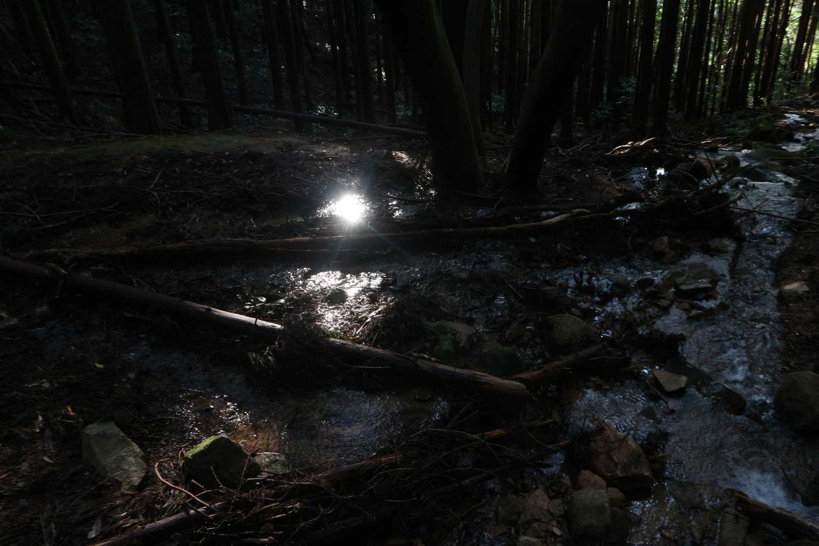 平原岳-宛木峠 往復コースの写真