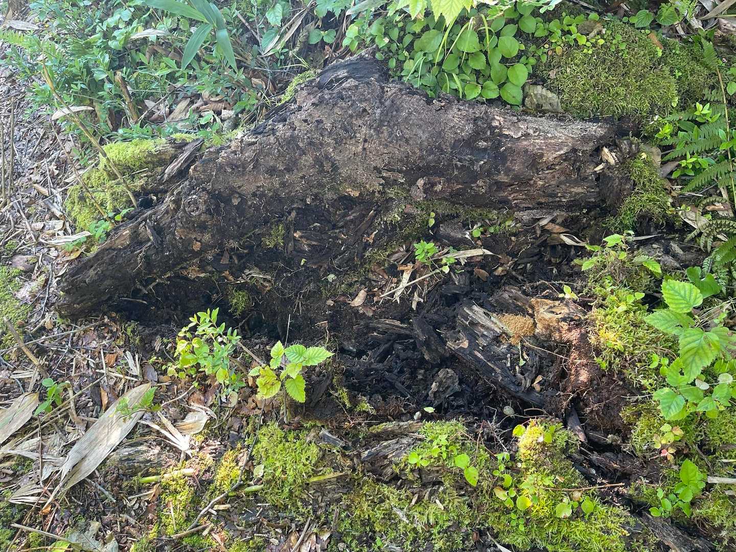 古い熊の掘り起こしが🪵多数有りました🐛