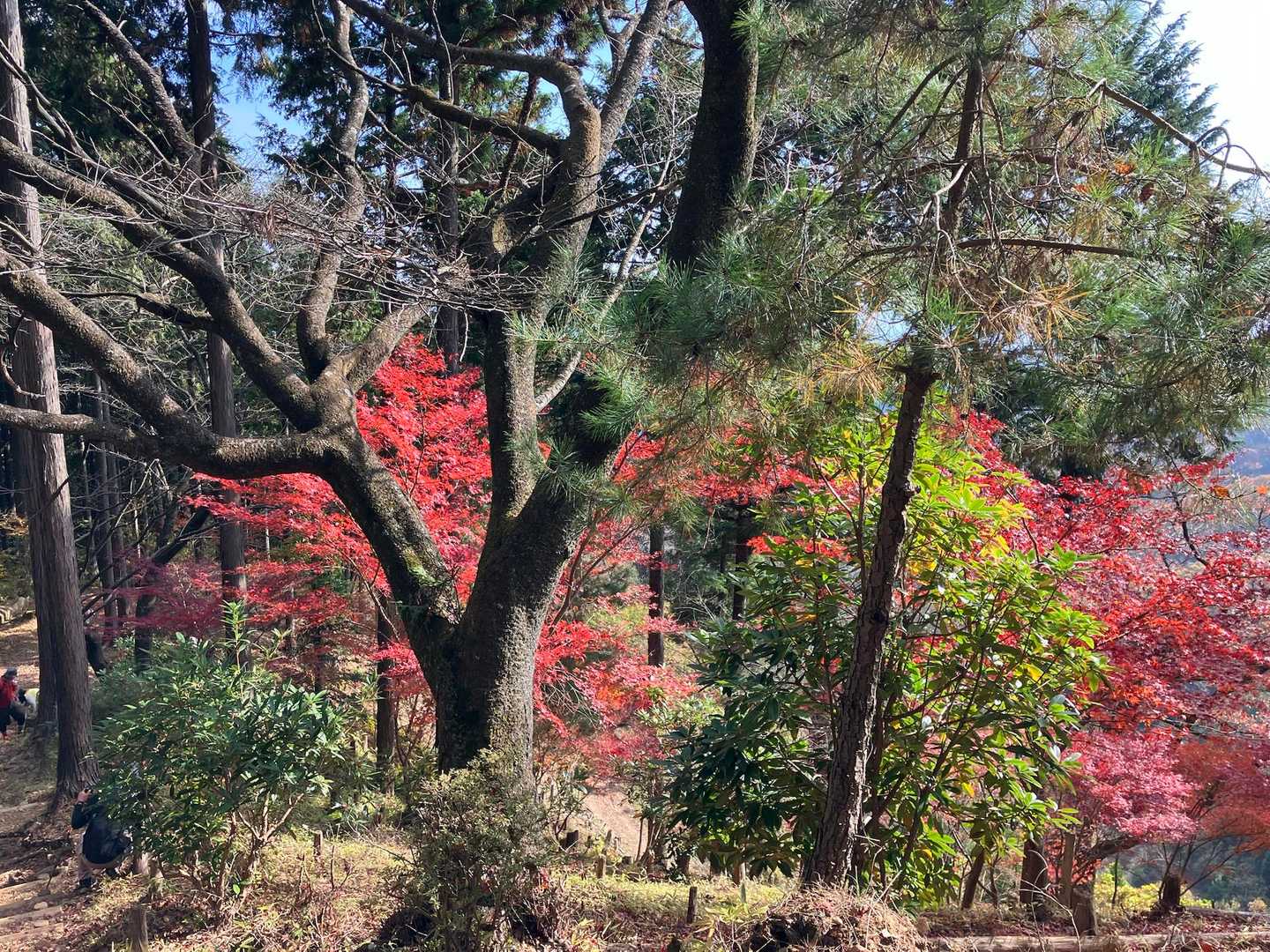ところどころ紅葉