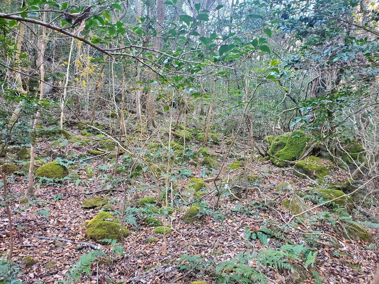 凄くええ