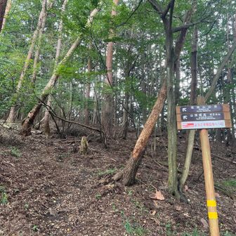 舗装道路の終点から少し山道