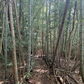 竹林