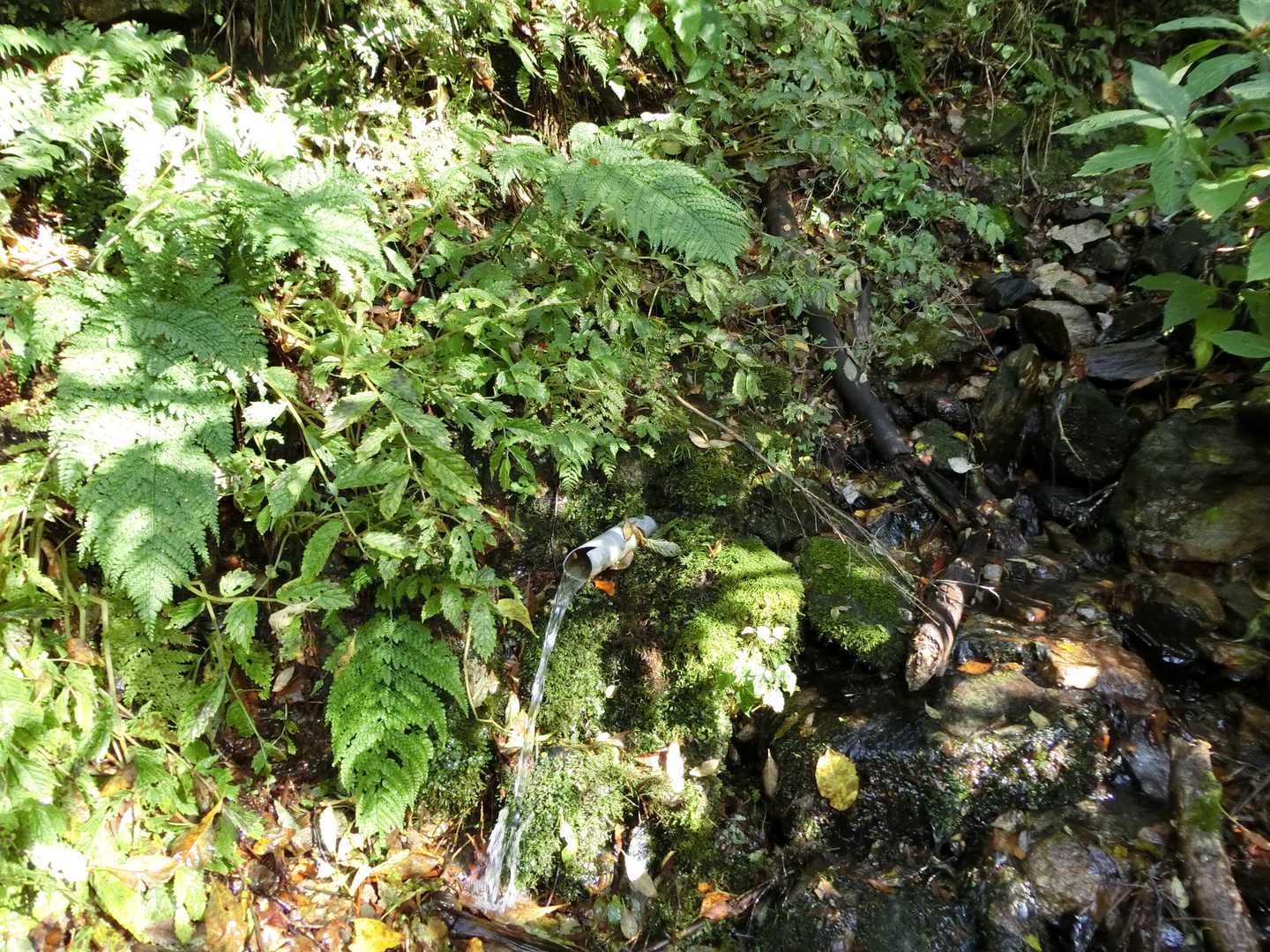 水場。右の沢の水のような、湧いてるような。
チリは浮かんでなかった。まろやかでデリシャスマイル！