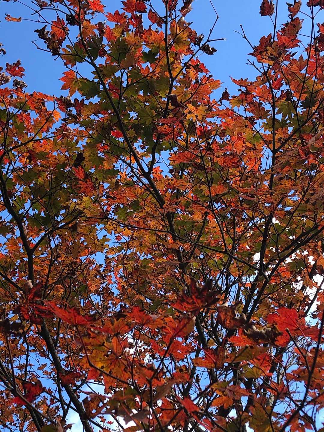 紅葉🍁綺麗✨　見れてよかった😊