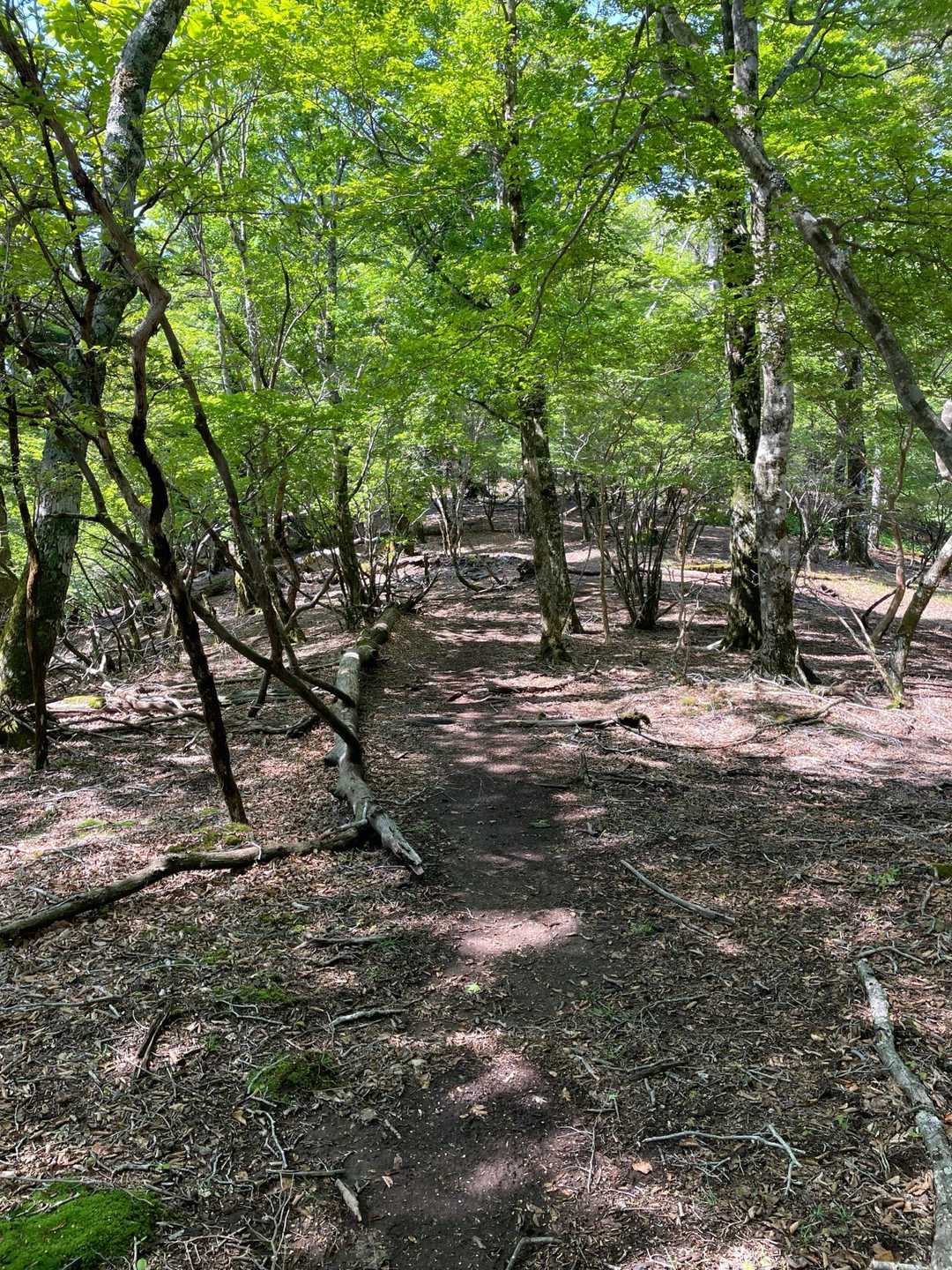 ここからは快適な尾根道