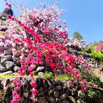 アカヤシオとヒカゲツツジ咲く ひとぼし山 / いっけんさんの登山データ