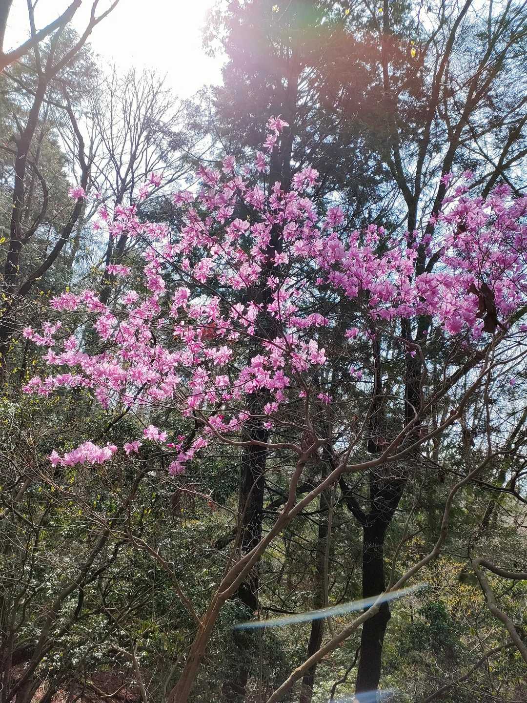 ミツバツツジ😃
途中トウゴクミツバツツジもあって、違いは雄しべの数とか…？？
東国？東谷？投獄？って話してました🤣🤣🤣