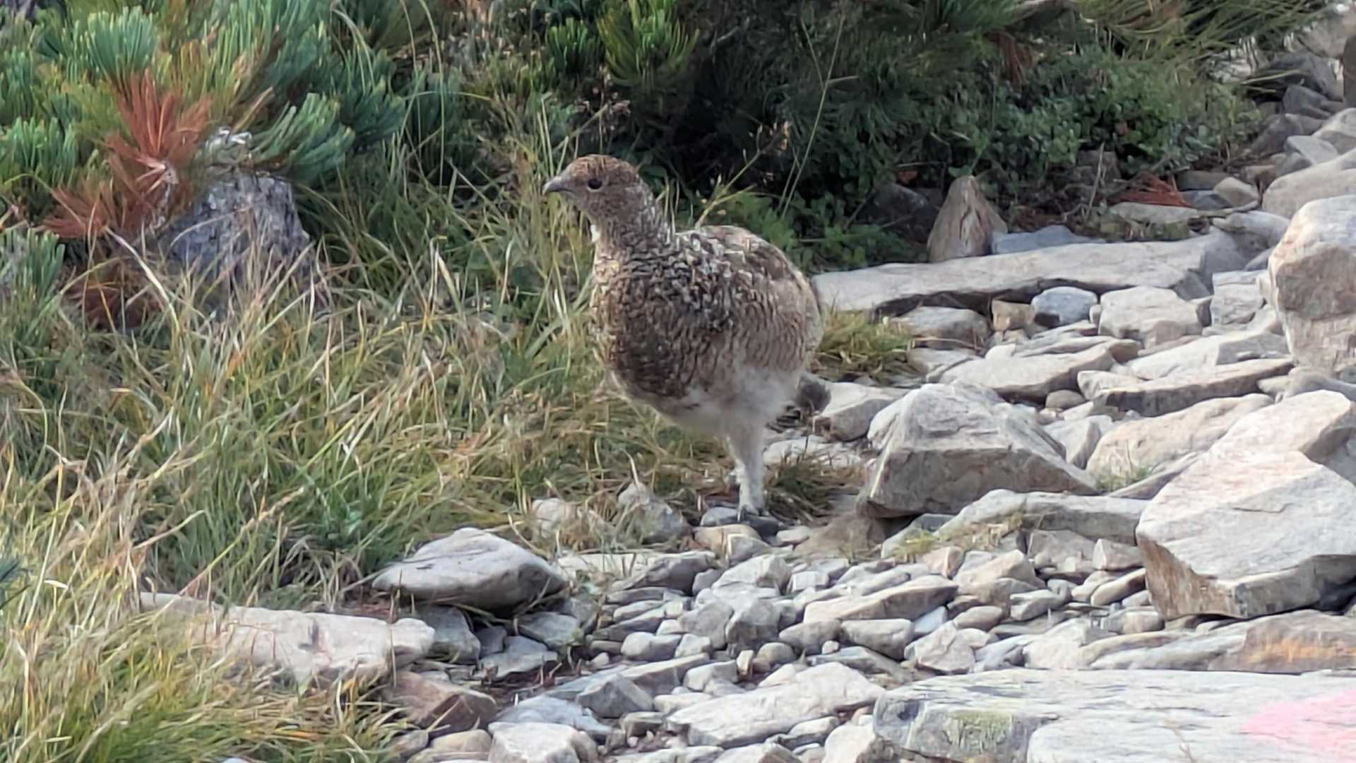 お、雷鳥。
5羽くらいがフツーに登山道にいてるし。
こっちのことを気にもとめんw
ホント、呑気な生きものだな…
君たちのように生きられたら良いな。