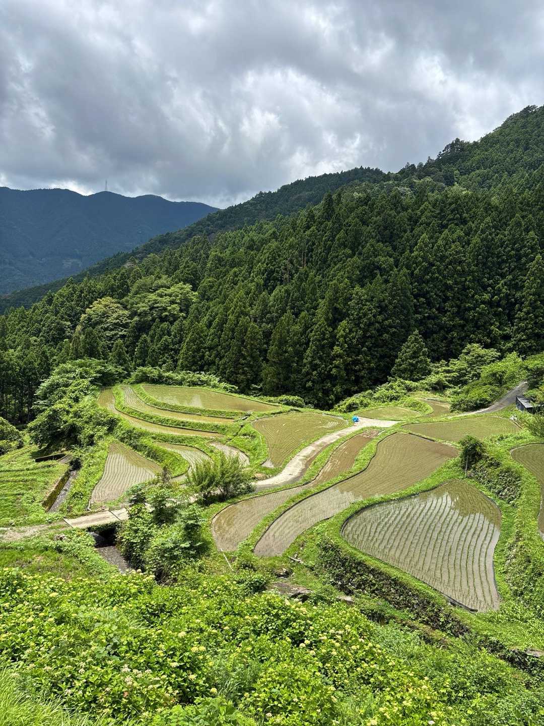 樫原の棚田を見ながら登山口へ。
