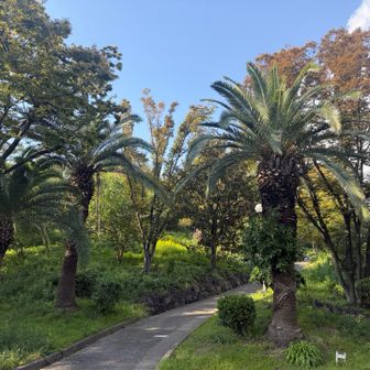 南国を感じる🏝️