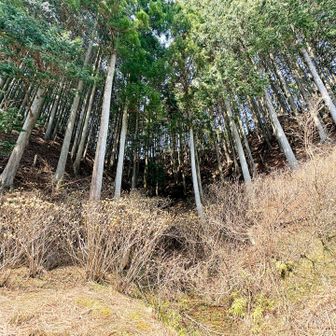 写真じゃ分かりづらいけど…

ミツマタ群生地✨✨
まだまだこれからなので来週末も👍