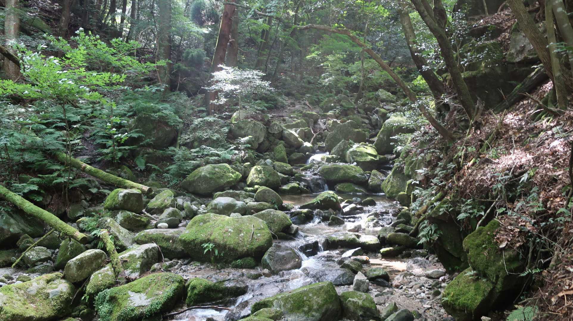 矢筈峠-脊振山 往復コースの写真